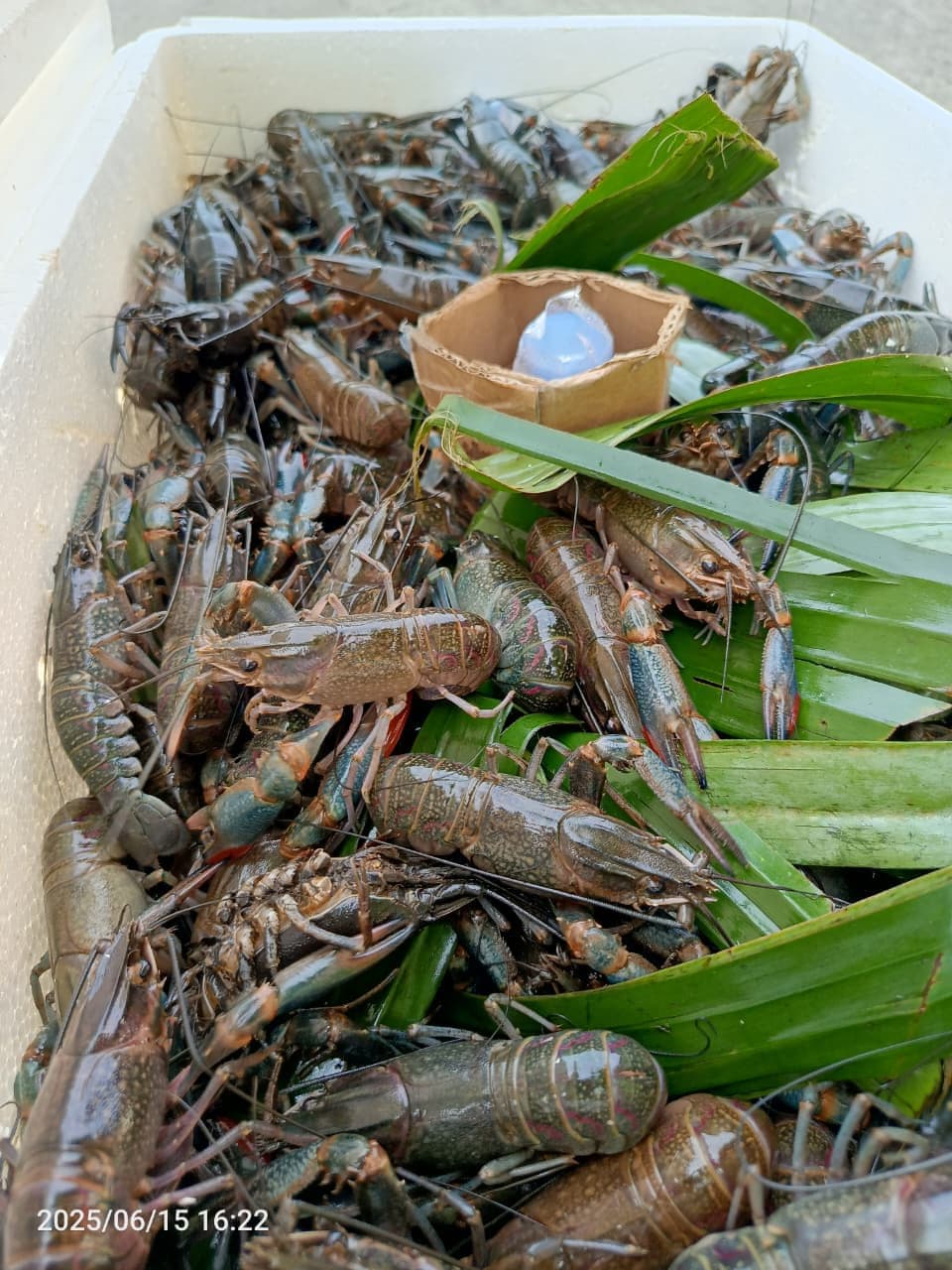 Lobster air tawar hidup ditata dalam boks styrofoam berpendingin siap kirim