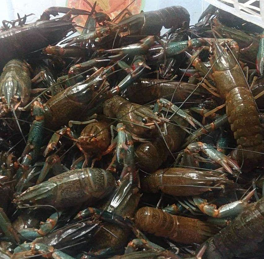 Lobster air tawar hidup dengan capit bercorak biru dan merah dari kolam budidaya