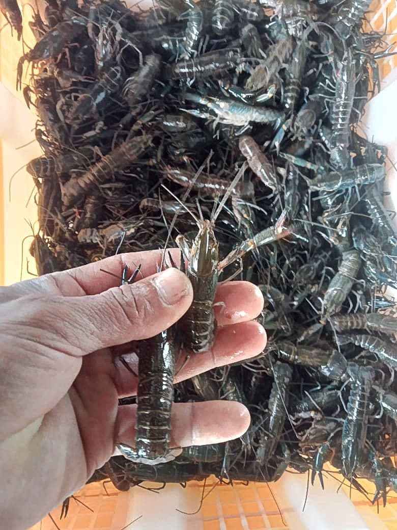 Bibit lobster air tawar berukuran kecil dipegang di tangan di atas wadah berisi bibit lainnya