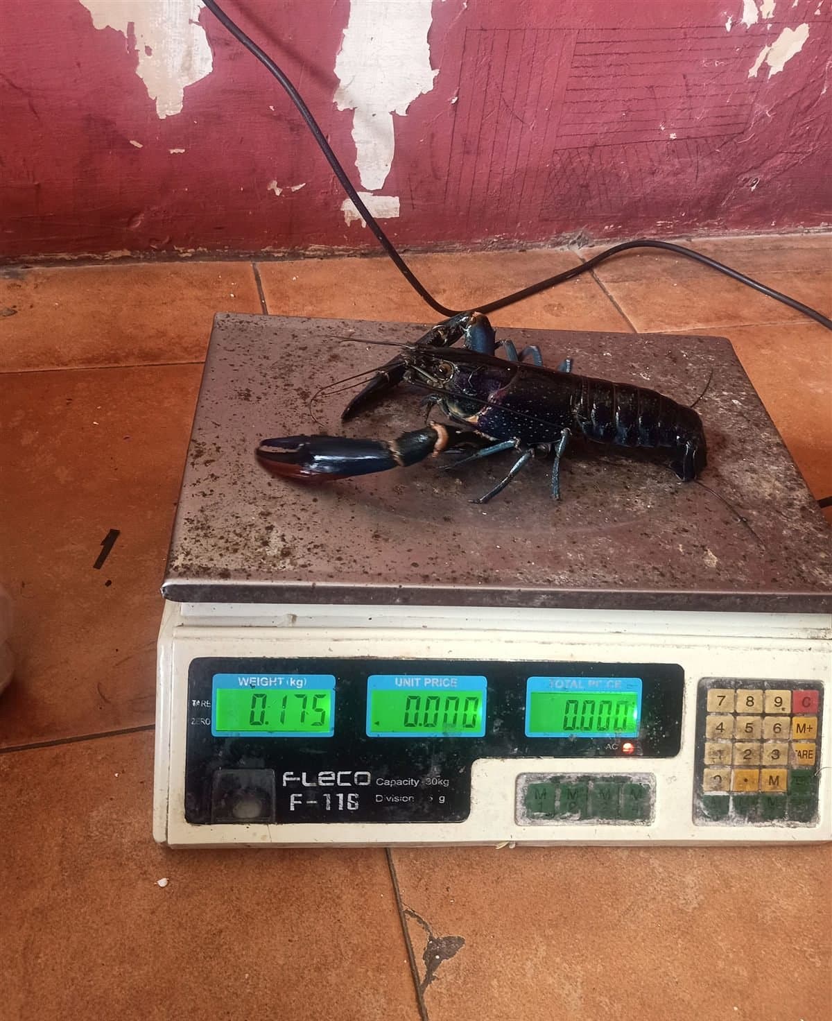 Lobster air tawar size jumbo di atas timbangan menunjukkan berat 175 gram