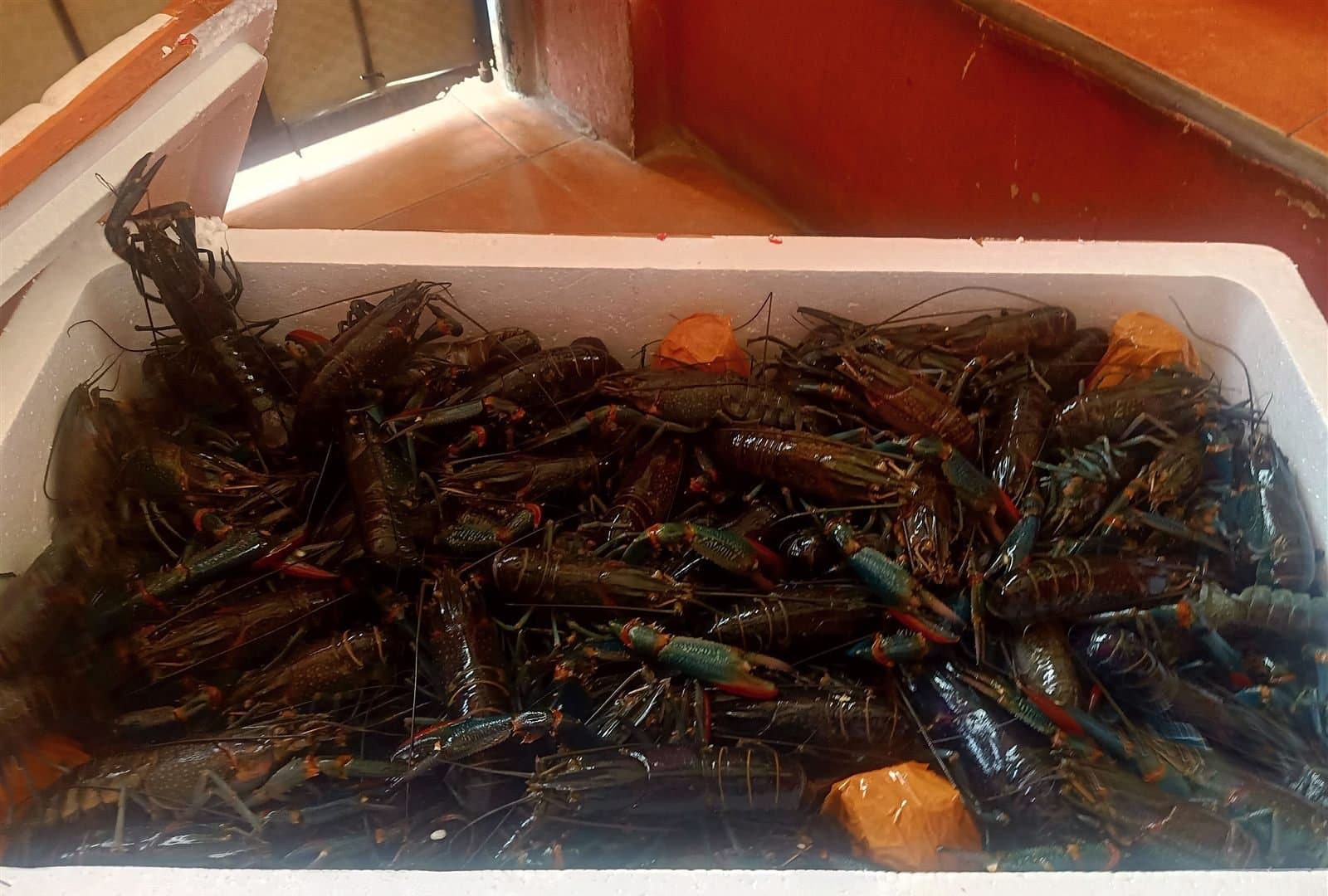 Lobster air tawar ukuran konsumsi hidup memenuhi boks styrofoam siap kirim