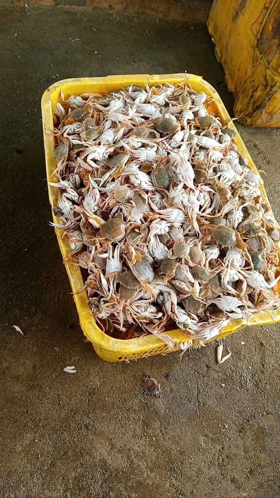 Rajungan segar dengan cangkang lebar dan capit memanjang dari hasil tangkapan nelayan